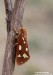 přástevník užankový (Motýli), Hyphoraia aulica (Linnaeus, 1758) (Lepidoptera)